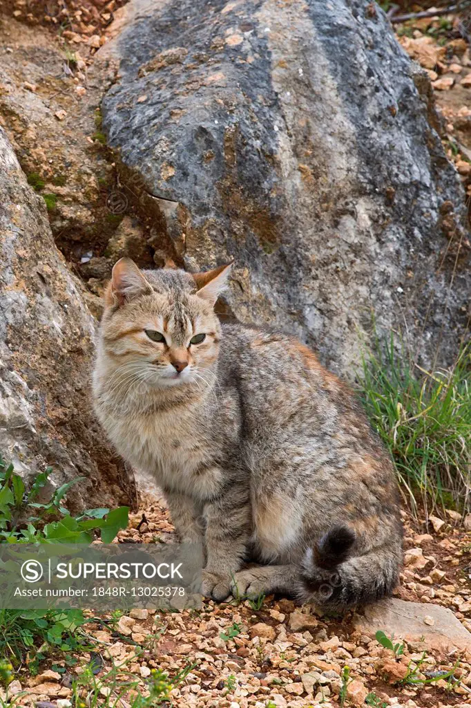 Cat, Sardinia, Italy