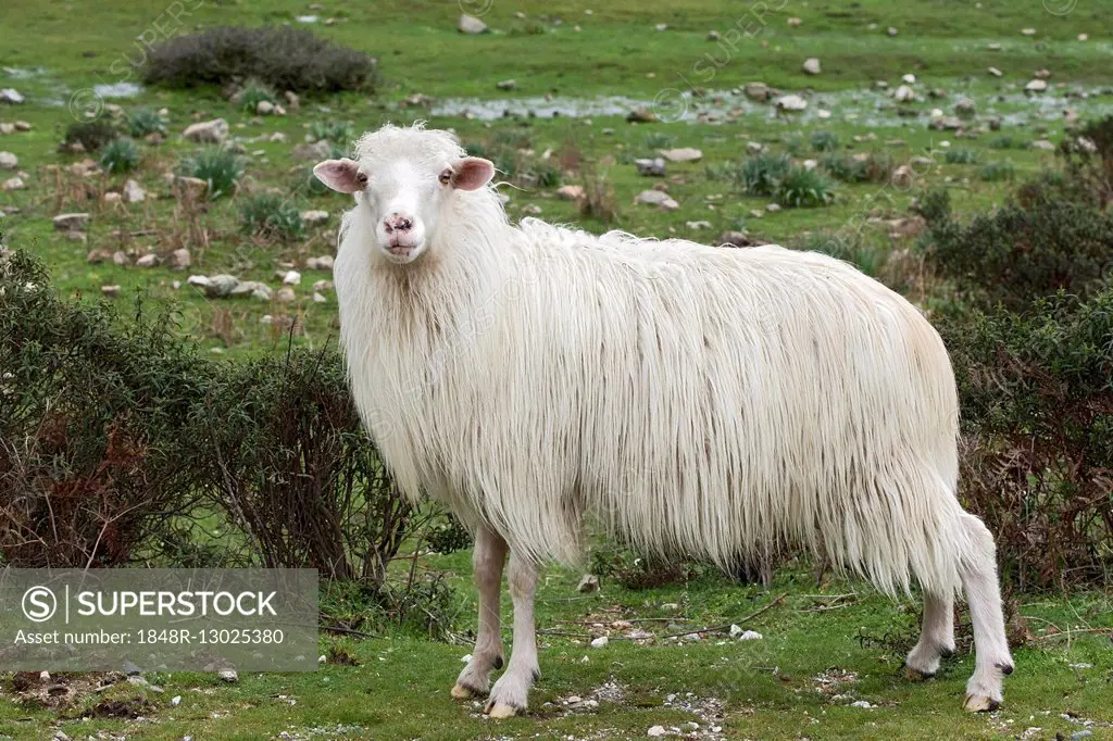 Domestic Sheep, Sardinia, Italy