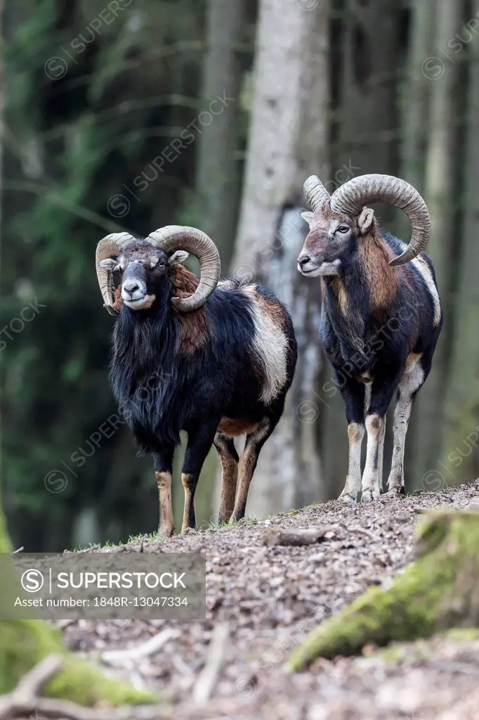 European mouflon (Ovis orientalis musimon), Vulkaneifel, Eifel, Rhineland-Palatinate, Germany