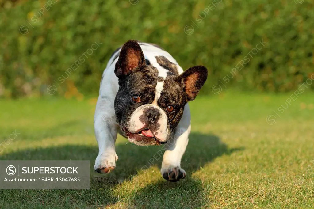 French Bulldog running towards the camera