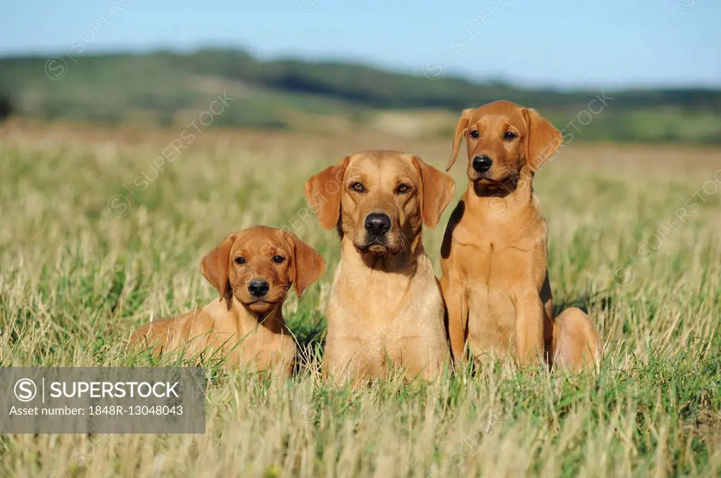 Labrador retriever, yellow, female dog with puppies