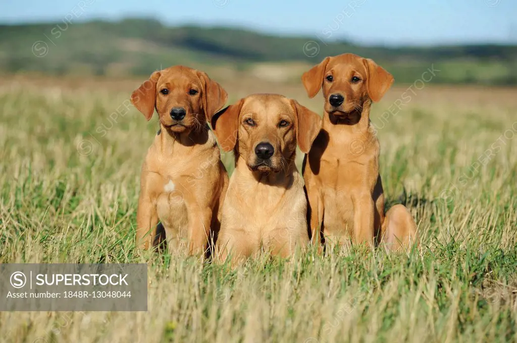 Labrador retriever, yellow, female dog with puppies