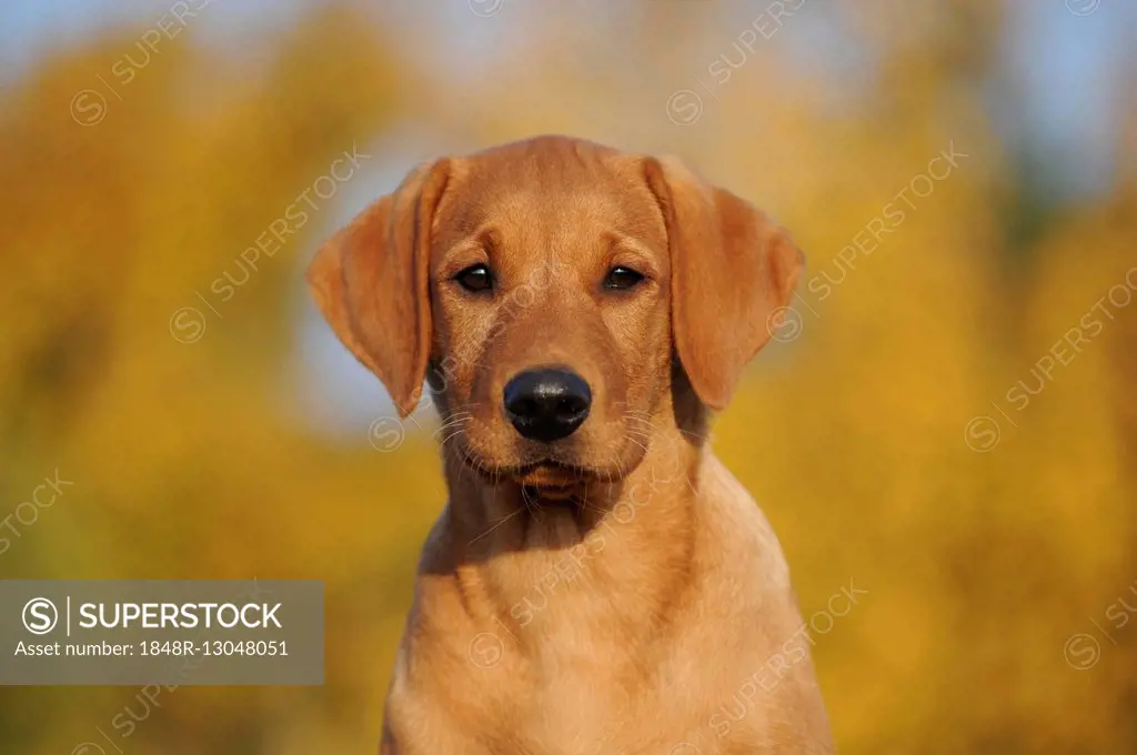 Labrador Retriever, puppy, yellow, female, portrait
