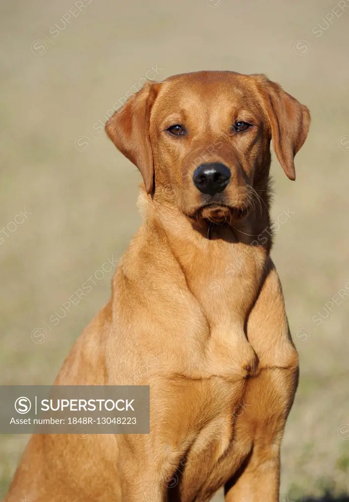 Labrador Retriever, puppy, yellow, female