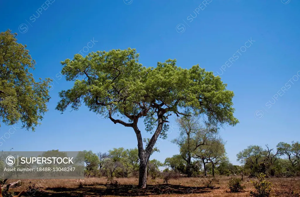 Marula tree, Mala Mala Game Reserve, Sabi Sands Game Reserve, Mpumalanga Province, South Africa