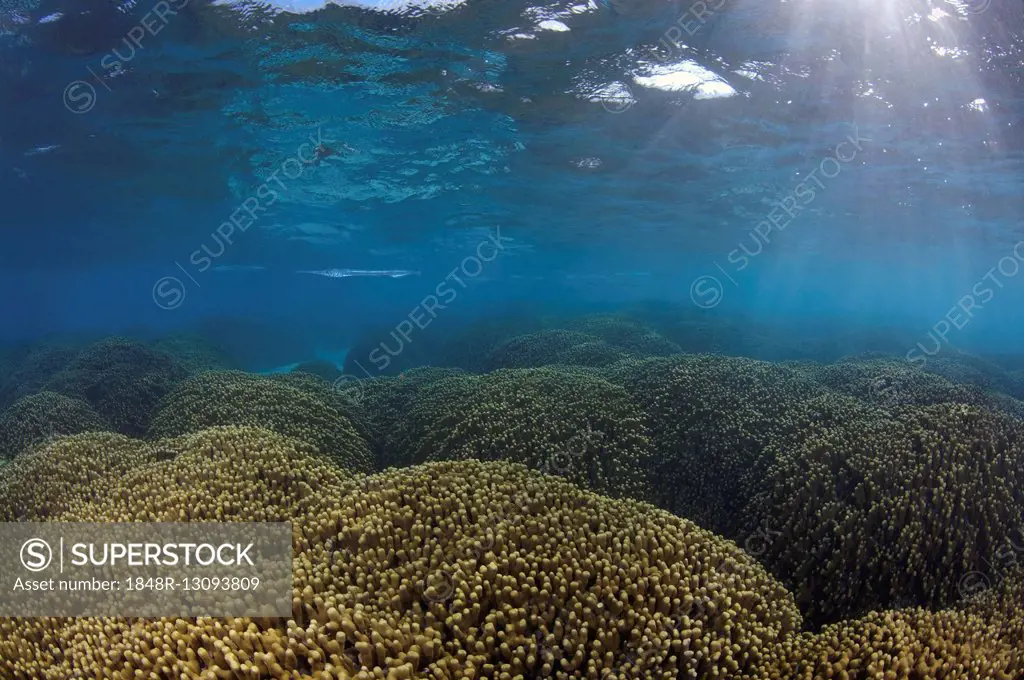 Garfish or Sea Needle (Belone belone) over a coral reef, Jeweled Finger Corals (Porites cylindrica), Indian Ocean, Maldives