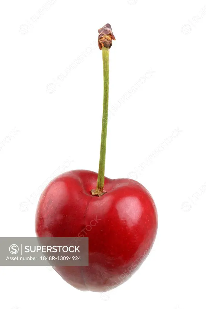 Sweet cherry, Georgia variety