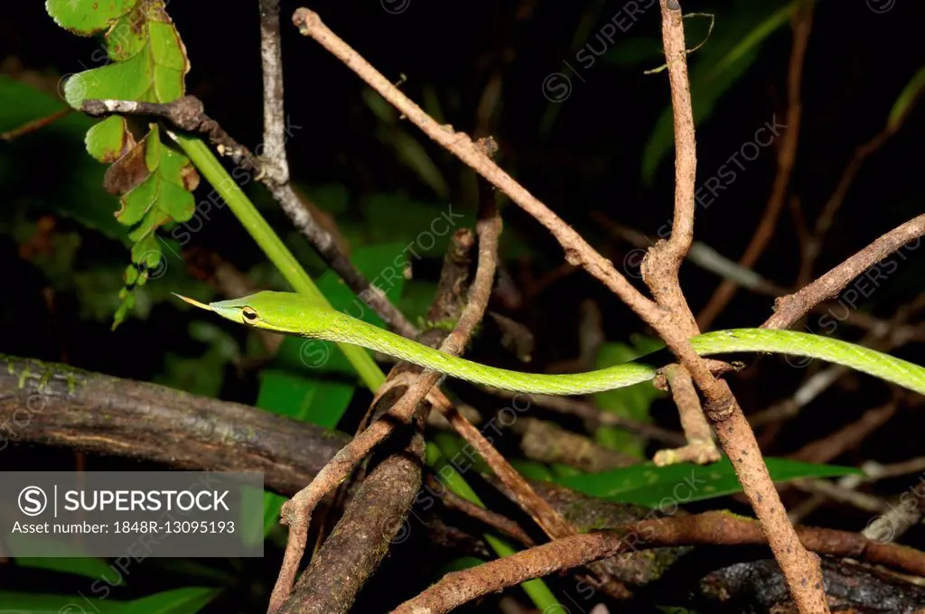 Long-nosed Tree Snake, Green Vine Snake, Long-nosed Whip Snake or Asian Vine Snake (Ahaetulla nasuta), Sinharaja National Park, Sri Lanka