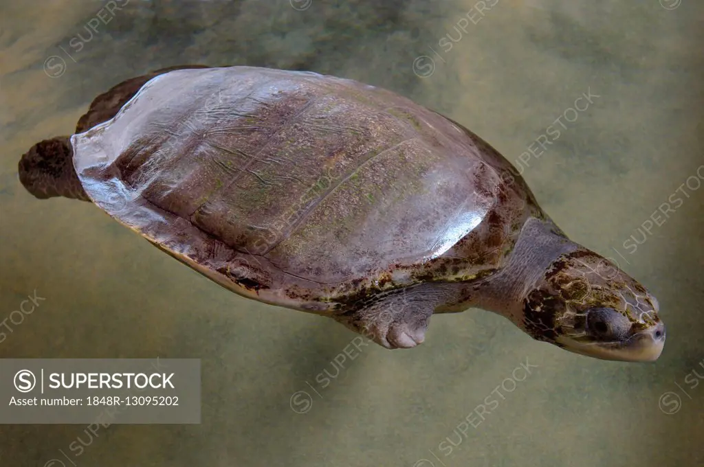 Wounded turtle without fin, Pacific Pacific Ridley Sea Turtle, Olive Ridley Sea Turtle or Olive Ridely (Lepidochelys olivacea) swimming in shallow wat...