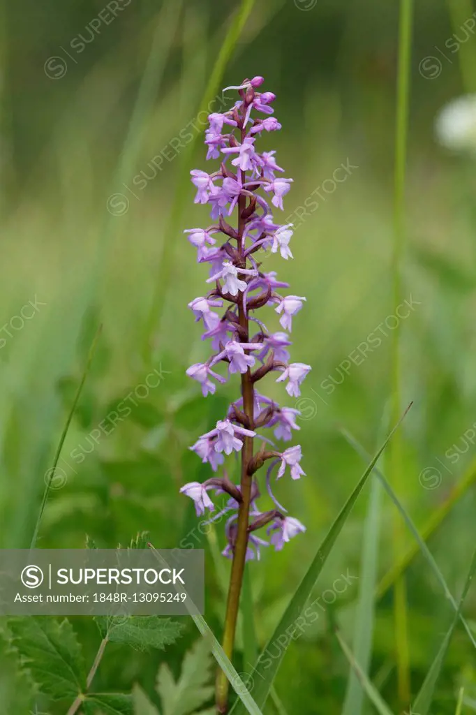 Fragrant orchid (Gymnadenia conopsea), Orchid, Magnetsrieder Hardt near Weilheim, Upper Bavaria, Bavaria, Germany