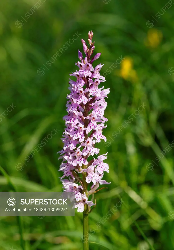 Heath Spotted Orchid (Dactylorhiza maculata), Orchid, Isar banks, Geretsried, Bavaria, Germany