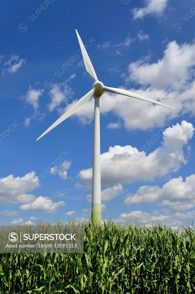 Wind power plant in corn field with cloudy sky, North Rhine-Westphalia, Germany