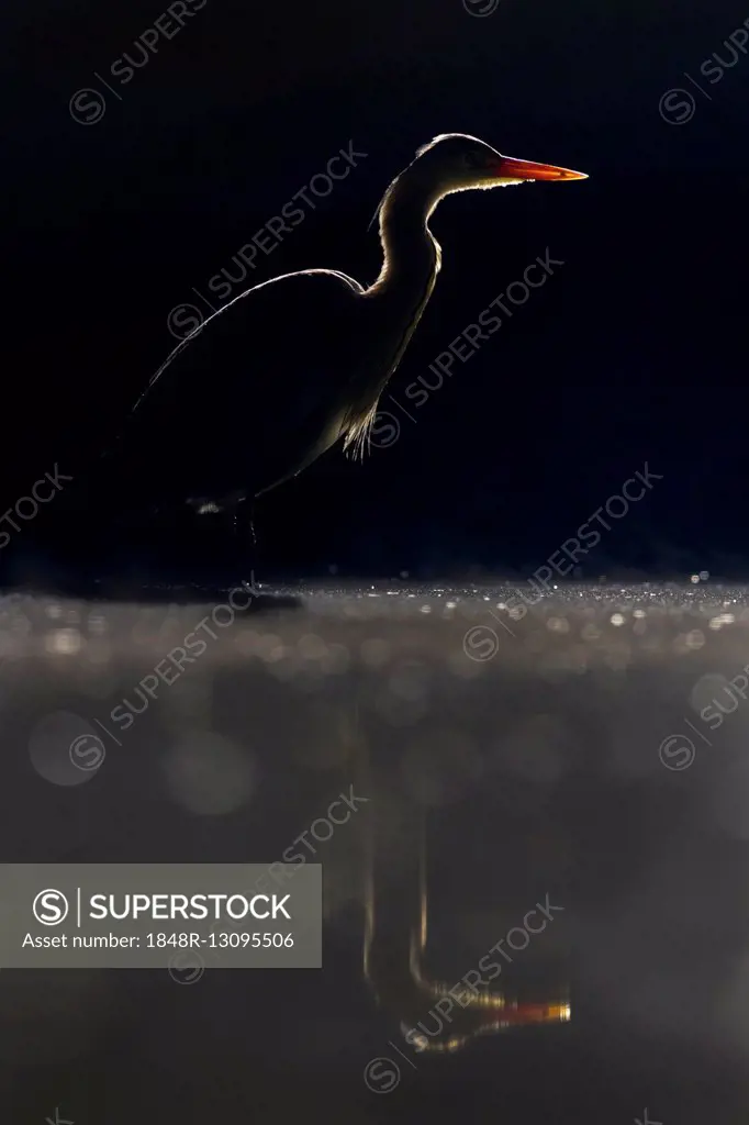 Grey heron (Ardea cinerea) standing in water, silhouette, backlit, Kiskunsag National Park, Hungary