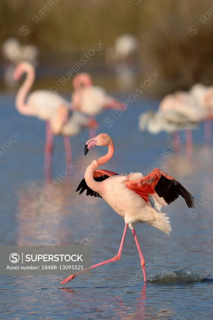 Greater flamingo (Phoenicopterus roseus) landing on lake, Camargue, Southern France, France