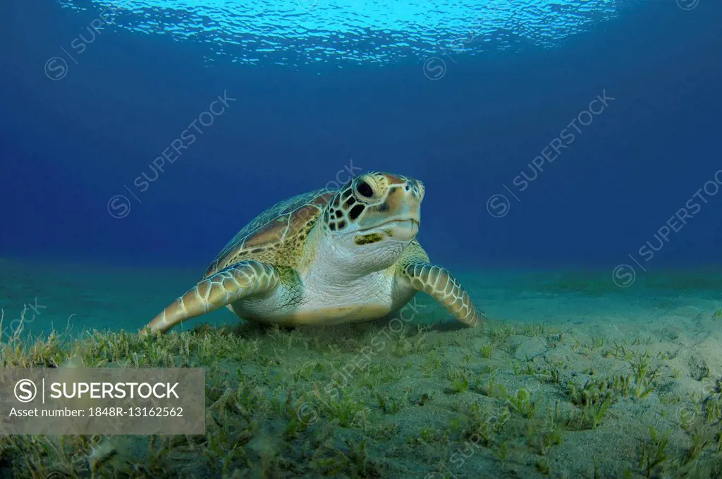 Green Sea Turtle(Chelonia mydas) on sandy bottom, Red Sea, Marsa Alam, Abu Dabab, Egypt