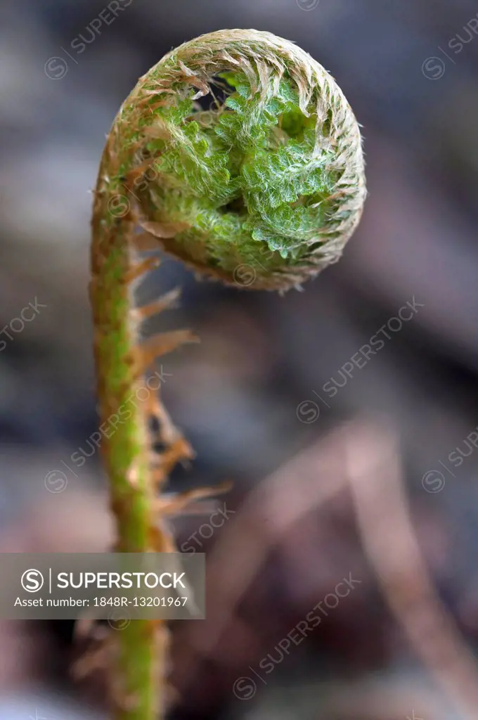 Curled up fern leaf, ostrich fern (Matteuccia struthiopteris), Bavaria, Germany