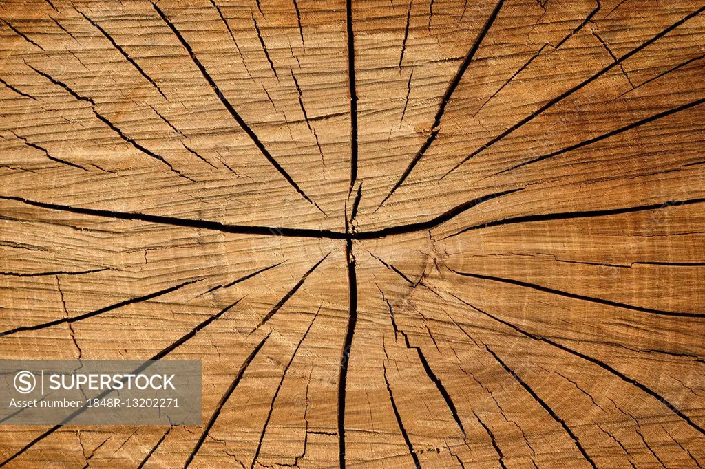 Tree slice with cracks in wood, Baden-Württemberg, Deutschland