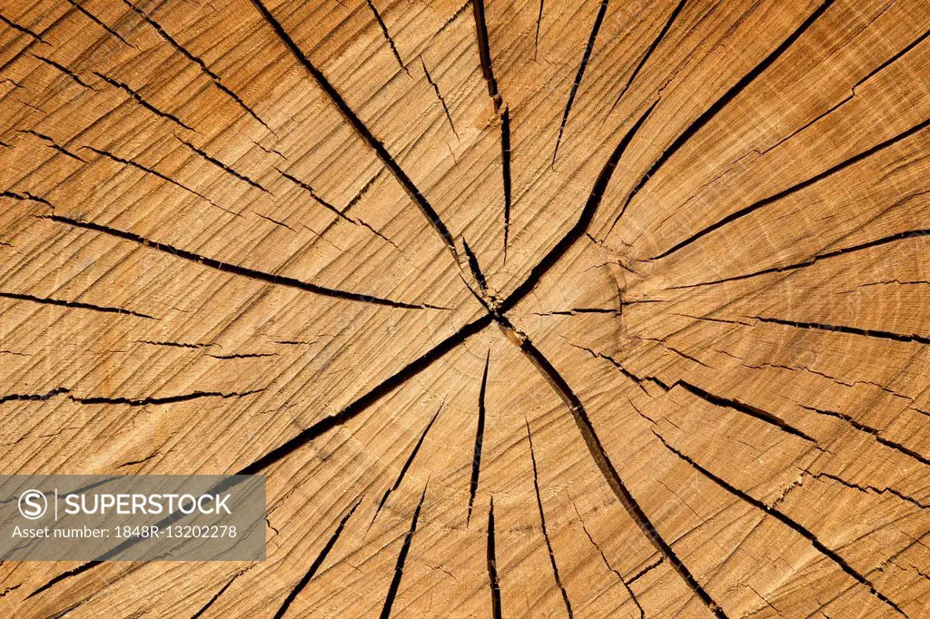 Tree slice with cracks in wood, Baden-Württemberg, Germany