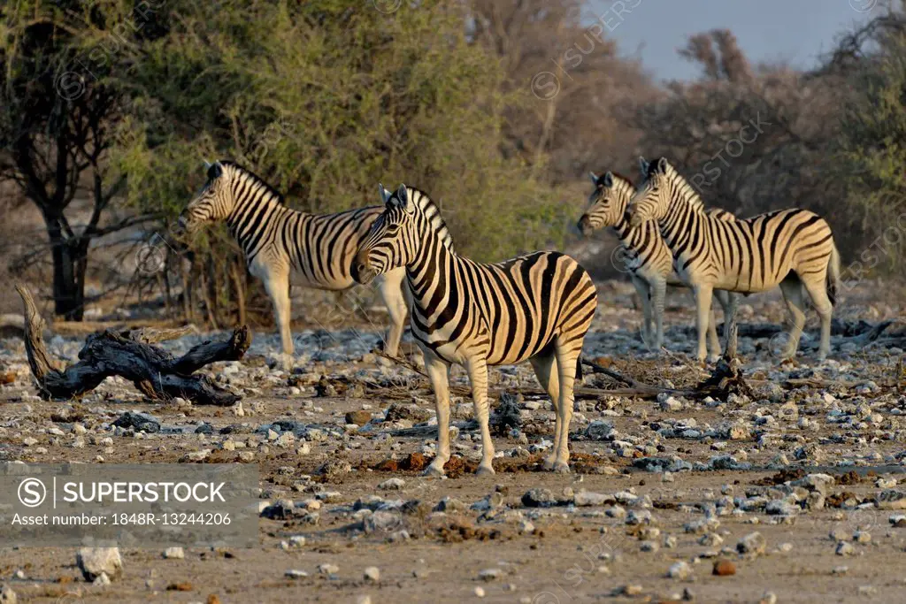 Burchell's Zebras (Equus quagga burchelli), Etosha National Park, Namibia