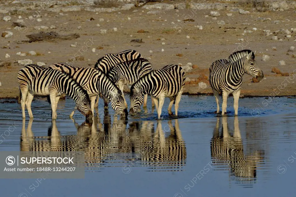 Burchell's Zebras (Equus quagga burchelli) in the water, waterhole Chudop, Etosha National Park, Namibia