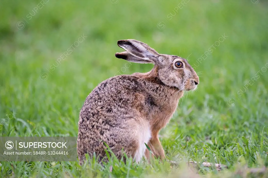Hare (Lepus europaeus) sitting in the meadow, National Park Lake Neusiedl, Burgenland, Austria