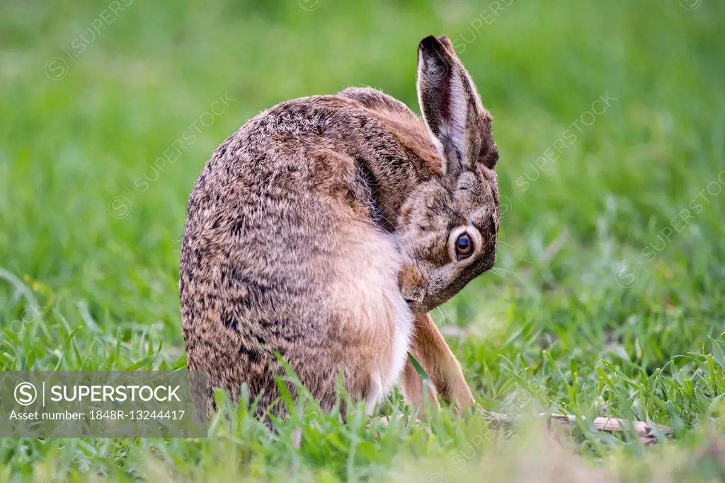 Hare (Lepus europaeus) brushing, coat care, sitting in the meadow, National Park Lake Neusiedl, Burgenland, Austria
