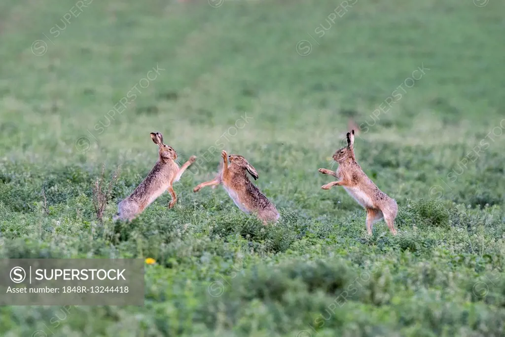 Hares (Lepus europaeus), boxing, National Park Lake Neusiedl, Burgenland, Austria