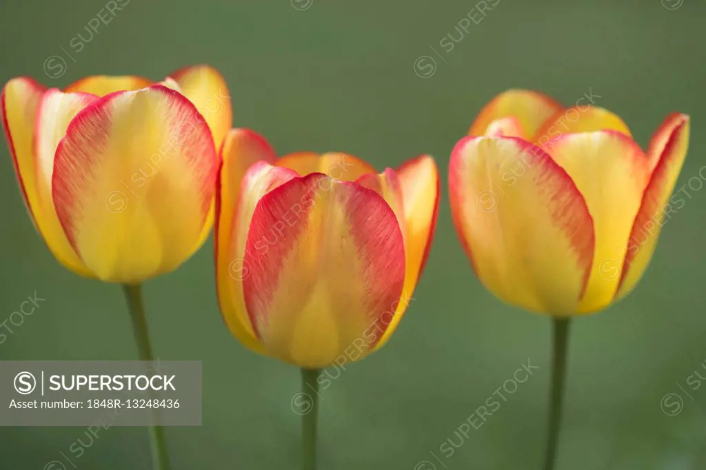 Three tulip (Tulipa hybrids) flowers, hybrid, Lower Saxony, Germany