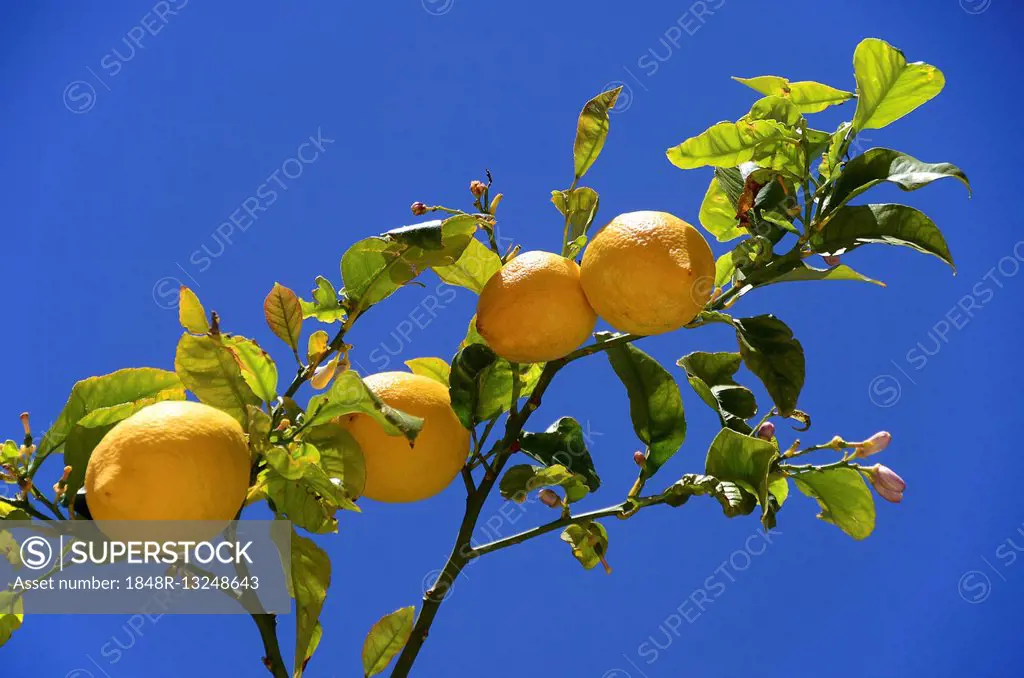 Ripe lemons (Citrus × limon) on tree branch, Mallorca, Spain
