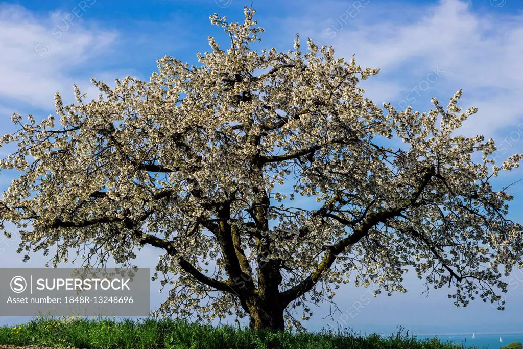 Blooming apple tree (Malus domestica), near Lake Constance, Baden-Württemberg, Germany