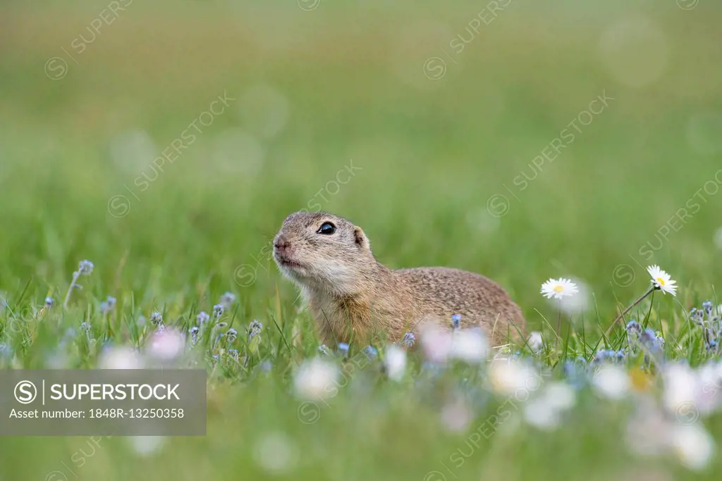 European ground squirrel or souslik (Spermophilus citellus) in flower meadow, National Park Lake Neusiedl, Burgenland, Austria