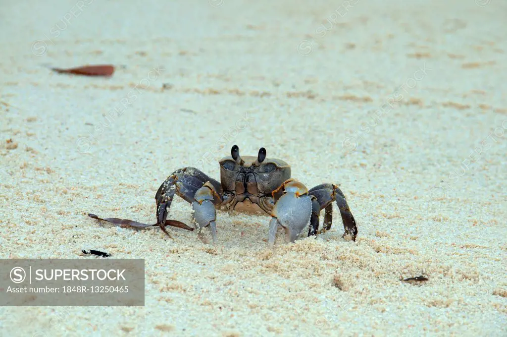 Pink Ghost crab (Ocypode ryderi), in sand at low tide, Denis Island, Seychelles
