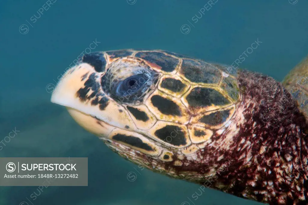 Animal Portrait Hawksbill sea turtle (Eretmochelys imbricata), Indian Ocean, Hikkaduwa, Sri Lanka