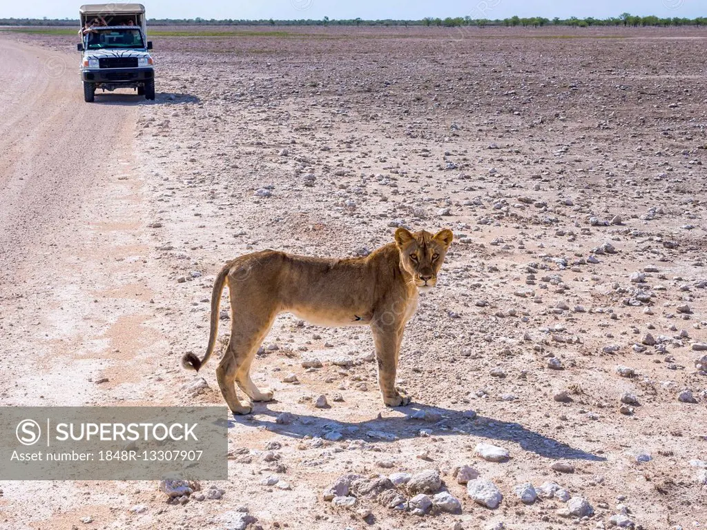 Young Lioness (Panthera leo) in front of tourist car, Okaukuejo, Etosha National Park, Namibia