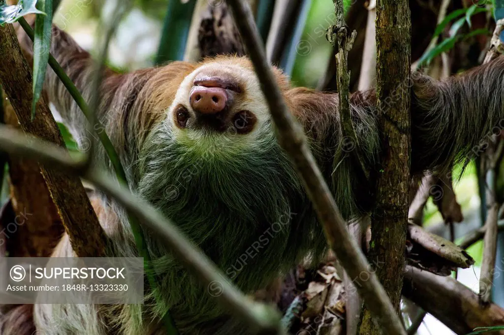 Linnaeus's two-toed sloth (Choloepus didactylus), Puerto Viejo de Sarapiqui, Heredia, Costa Rica