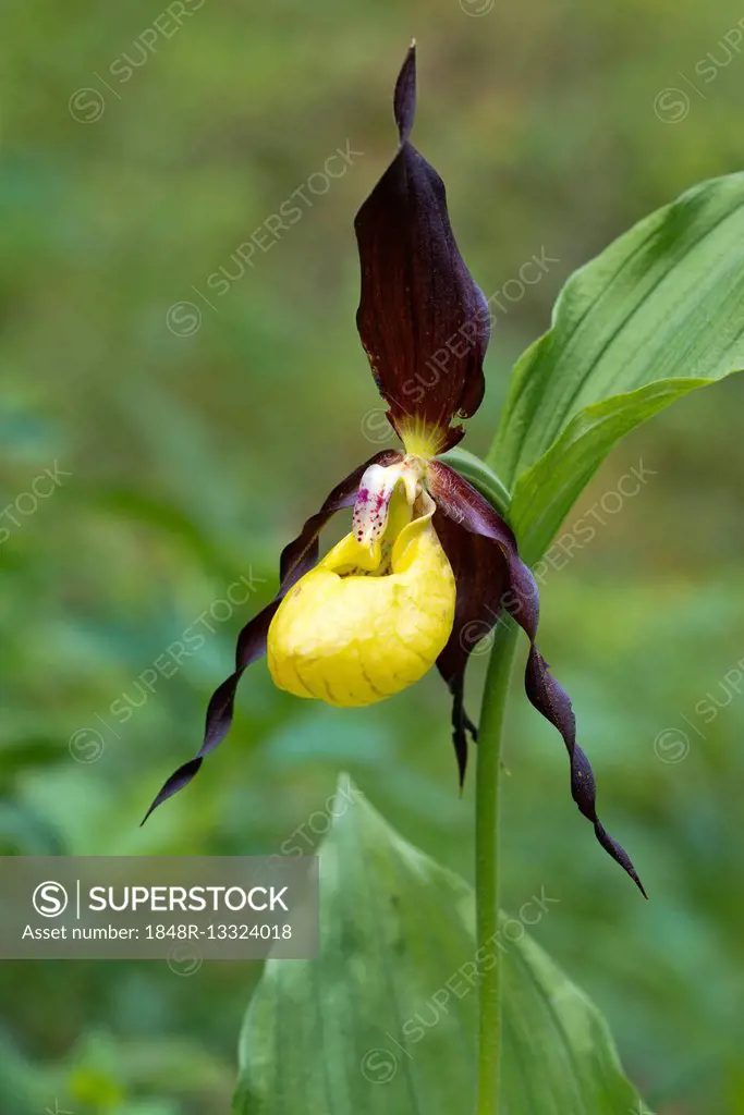 Lady's slipper orchid (Cypripedium calceolus), Kreuzteich, Tragöss, Styria, Austria