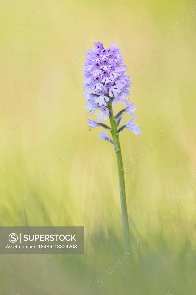 Three-toothed orchid (Neotinea tridentata), Kyffhäuser, Thuringia, Germany