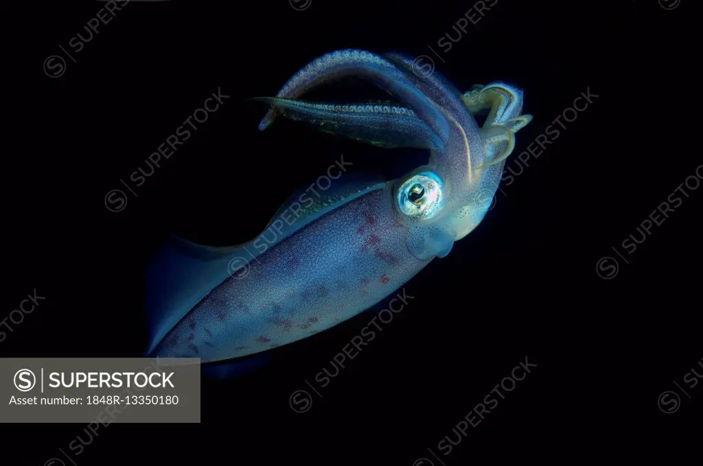 Inshore squid, Bigfin reef squid, Tiger squid, Reef squid or Calamar manopla (Sepioteuthis lessoniana), Red sea, Egypt, Africa