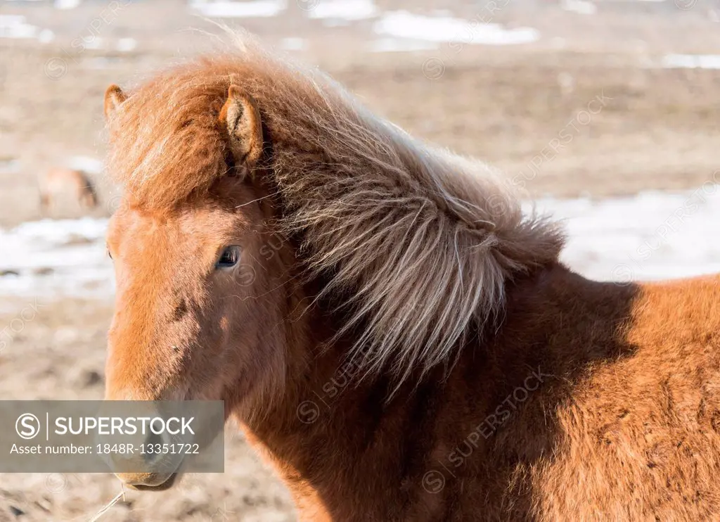 Brown Icelandic horse, Icelandic horse breed (Equus islandicus), portrait, Southern Region, Iceland