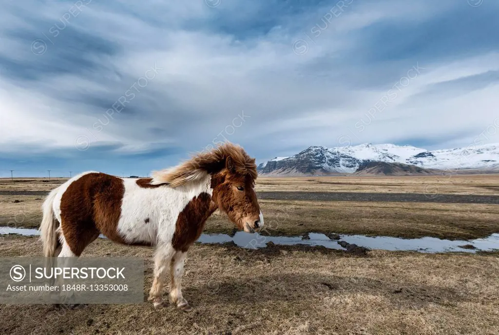 Icelandic horse (Equus przewalskii f. caballus) against dramatic sky, Southern Region, Iceland