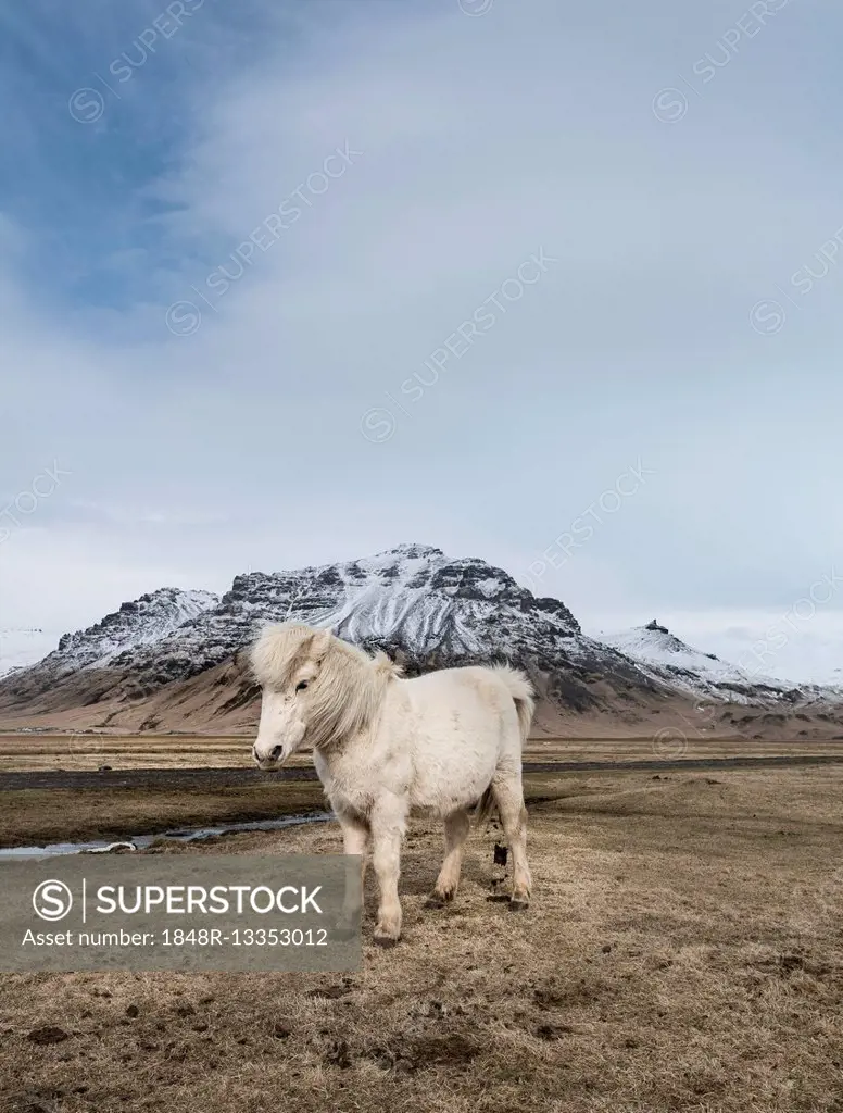 Icelandic horse (Equus przewalskii f. caballus) against dramatic sky, Southern Region, Iceland