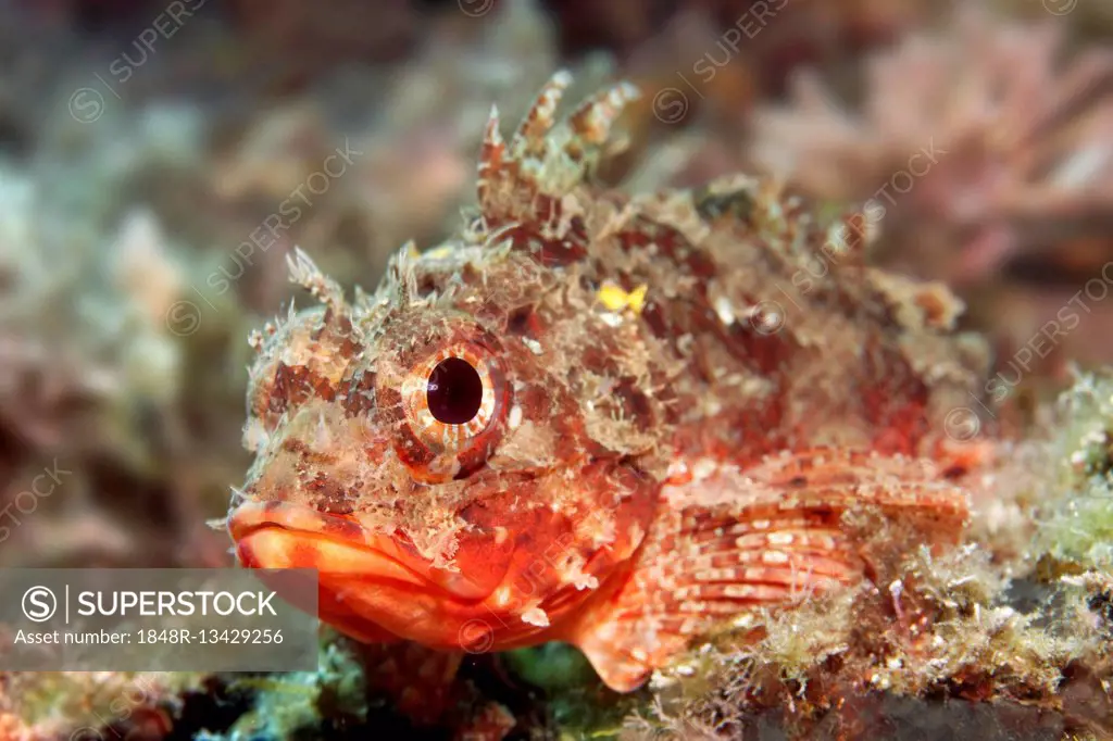 Black scorpionfish, (Porcaena porcus), Sithonia, Chalkidiki, also Halkidiki, Aegean, Mediterranean, Greece