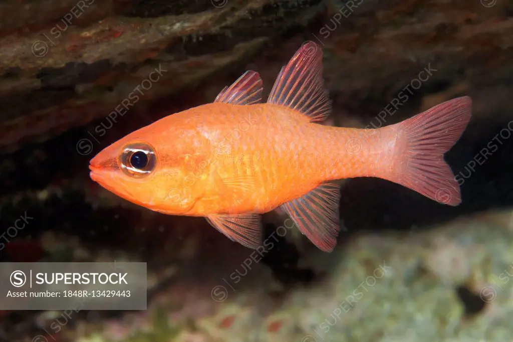 Cardinalfish (Apogon imberbis), Sithonia, Chalkidiki, also Halkidiki, Aegean, Mediterranean, Greece
