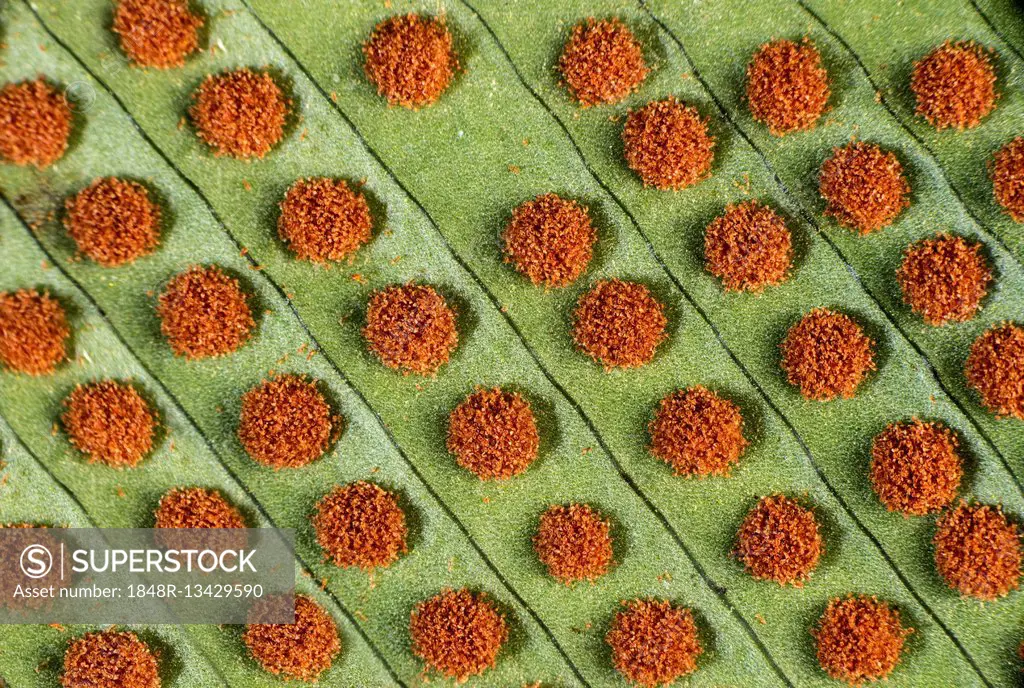 Close up of circular sori with mature sporangia on the underside of fern leaves, Amazon rain forest, Copalinga, Zamora Province, Ecuador