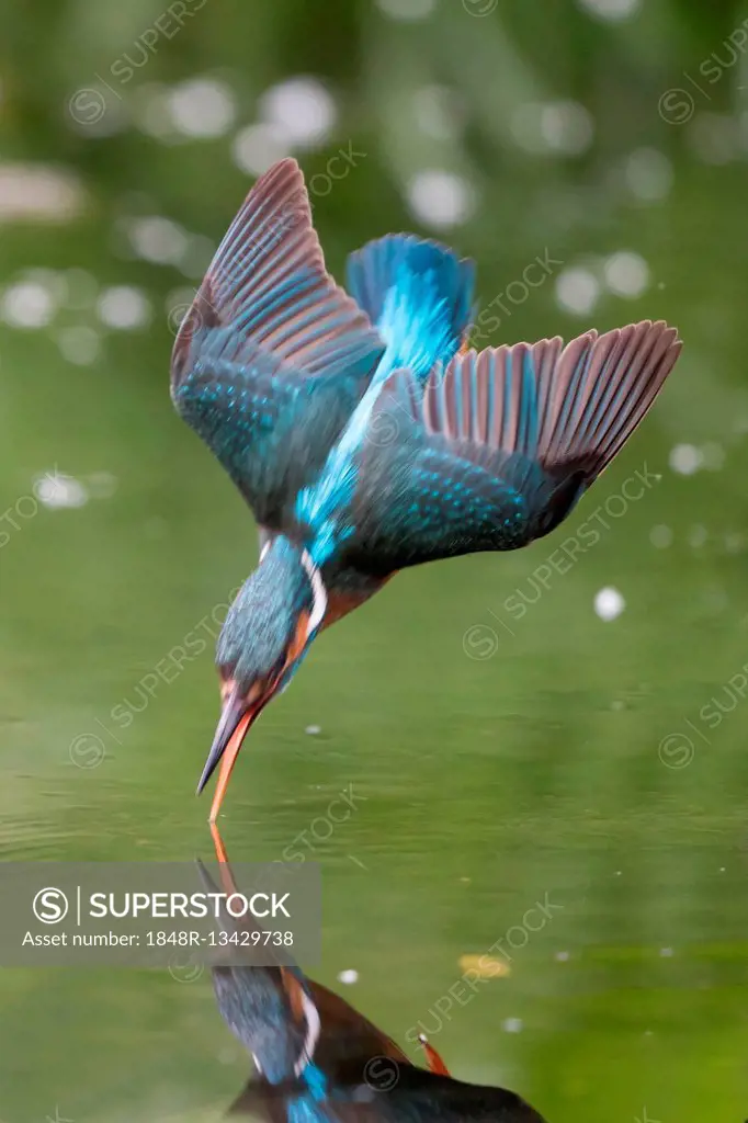 Kingfisher (Alcedo atthis) fishing, approaching water, Hesse, Germany