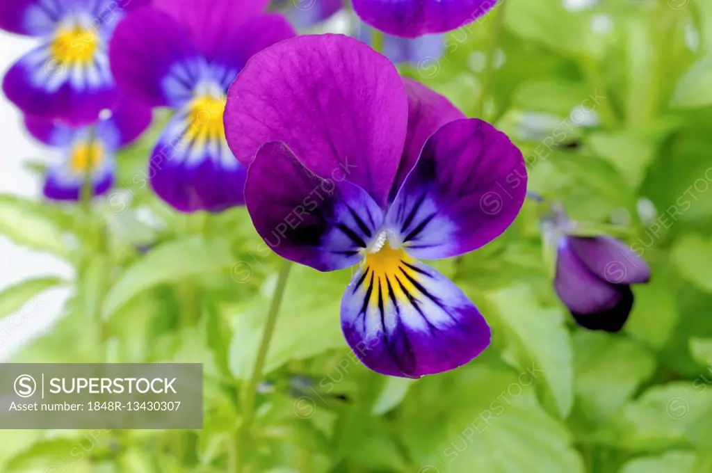 Horned violet (Viola cornuta)