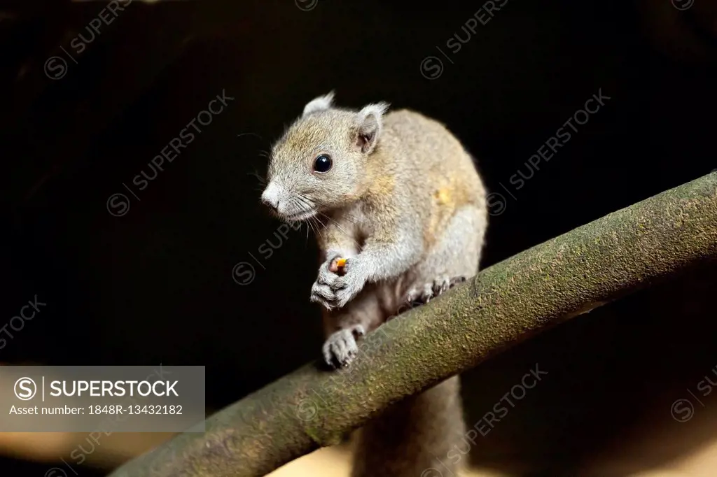 Grey-bellied squirrel (Callosciurus caniceps) with food, Kaeng Krachan National Park, Phetchaburi, Thailand
