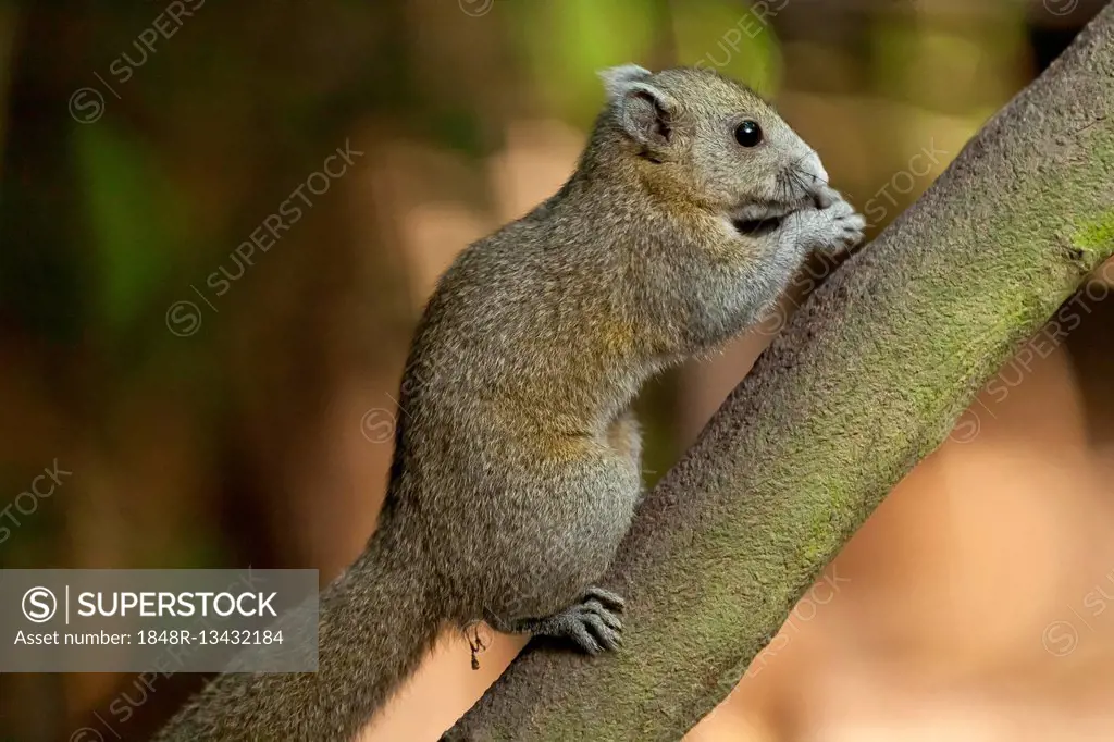 Grey-bellied squirrel (Callosciurus caniceps), Kaeng Krachan National Park, Phetchaburi, Thailand