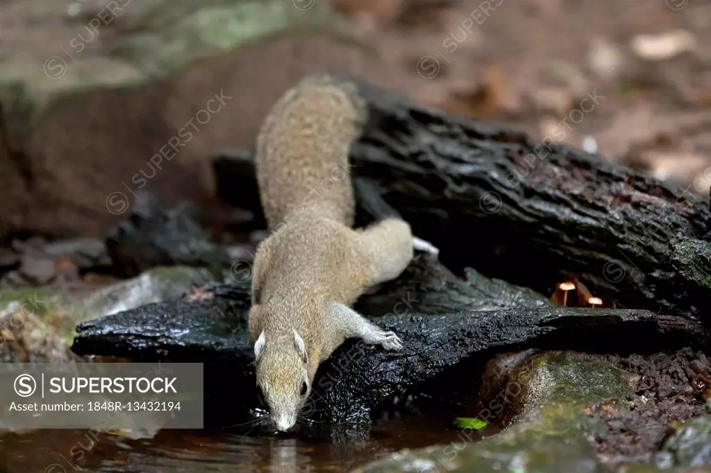 Grey-bellied squirrel (Callosciurus caniceps) drinking, Kaeng Krachan National Park, Phetchaburi, Thailand