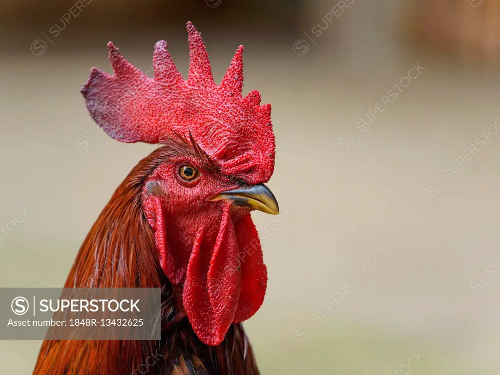 Cock (Gallus gallus domesticus) standing with Crest, portrait, domestic fowl, Manabi Province, Ecuador
